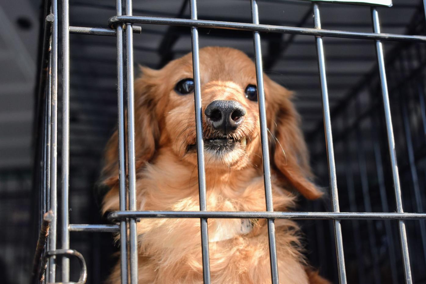 53 Dogs From Busted Hillsborough Puppy Mill Up For Adoption In Charlotte County News Yoursun Com