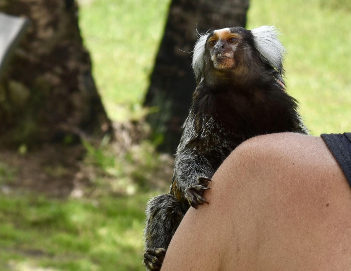 Charlotte Monkey Breeders Oppose Federal Legislation Charlotte Sun Yoursun Com