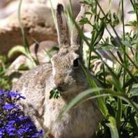Usung Rampant Rabbit Rabbits running rampant in your backyard? | Newsarchives | yoursun.com
