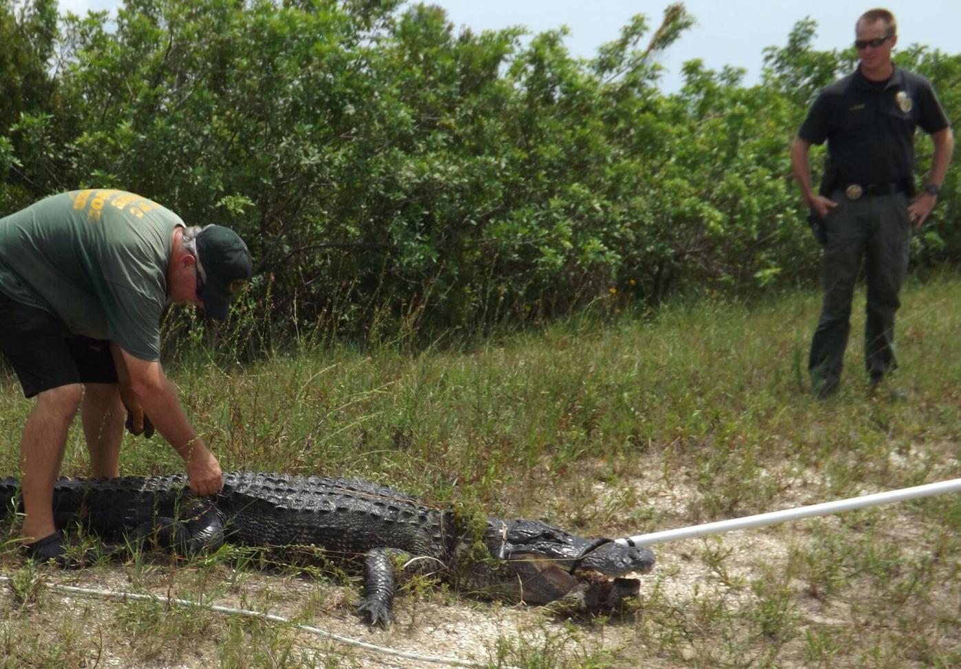Alligator Bites Boy S Leg Englewood Sun Yoursun Com
