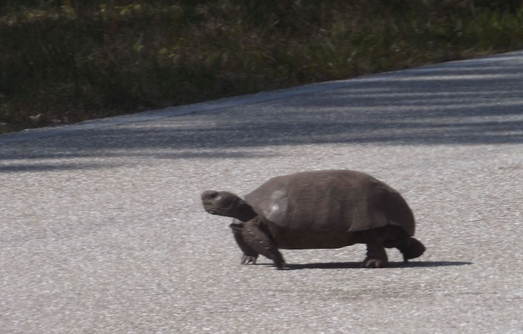 Happy Gopher Tortoise Day To All Who Celebrate | Port Charlotte News ...