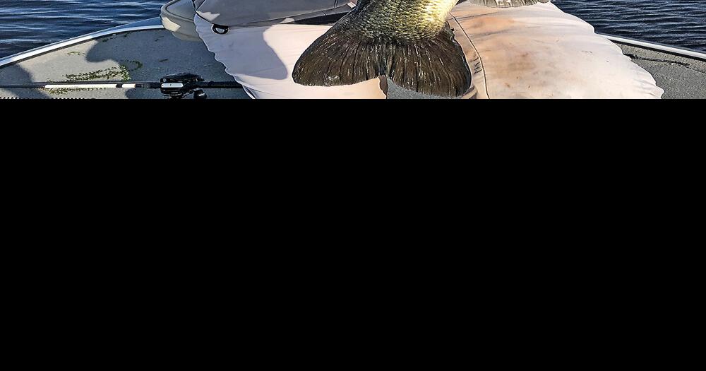 Bass love shiners Waterline