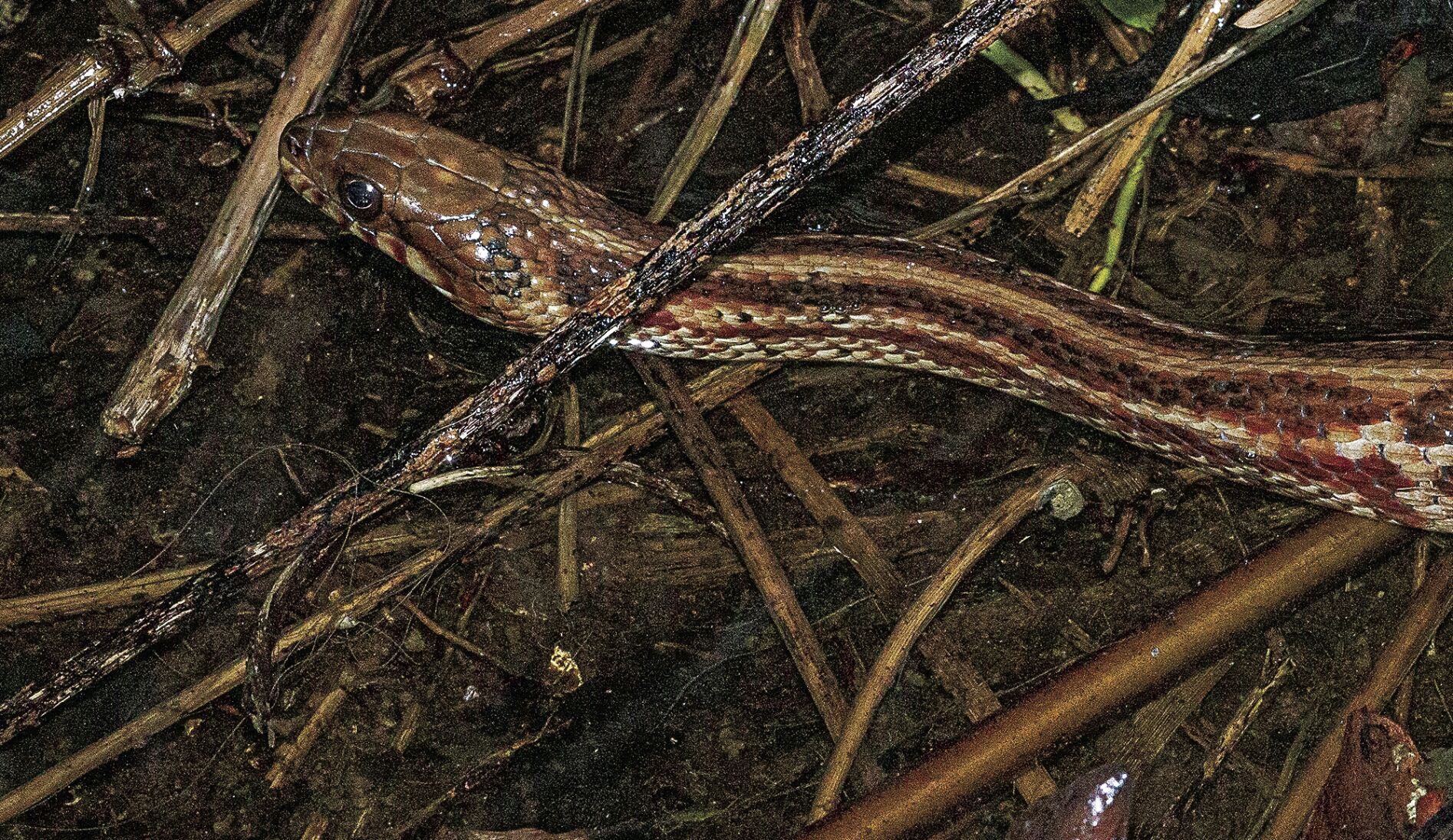 Snakes in salt water Waterline