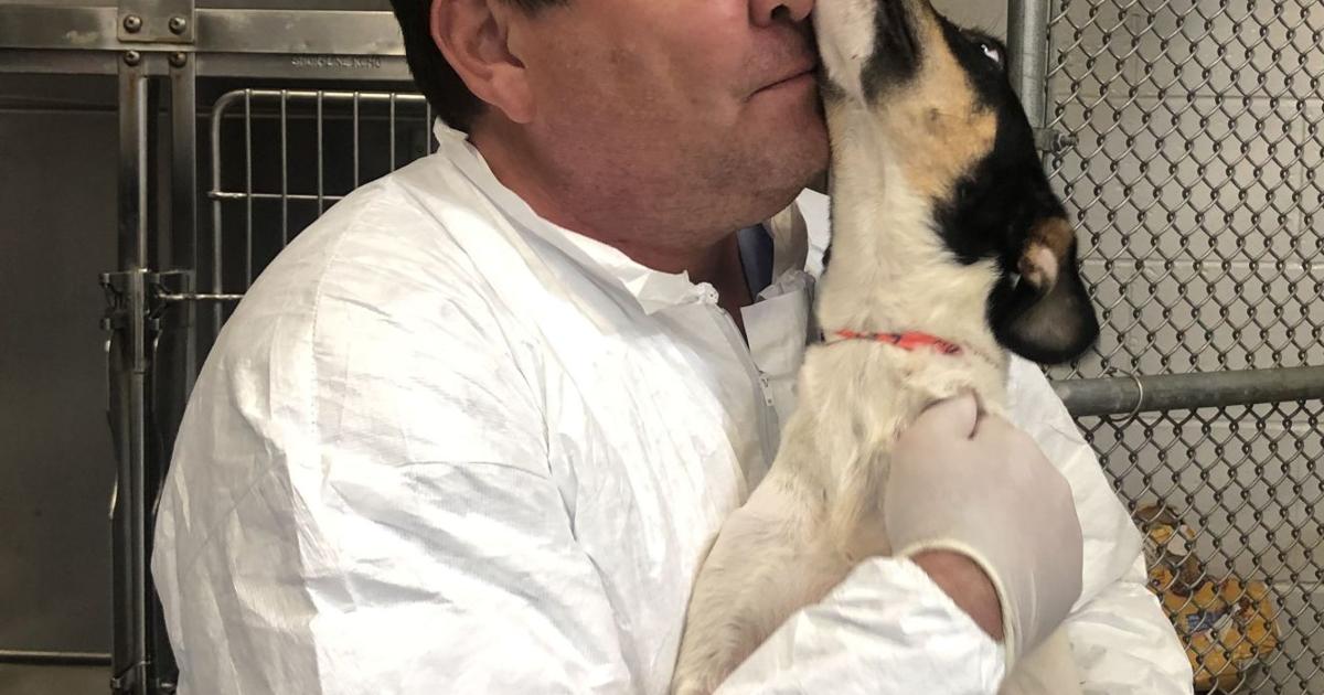 Animals from Bahamas on healthy track at Animal Welfare League of Charlotte County | News Animals from Bahamas on healthy track at Animal Welfare League of Charlotte County | News