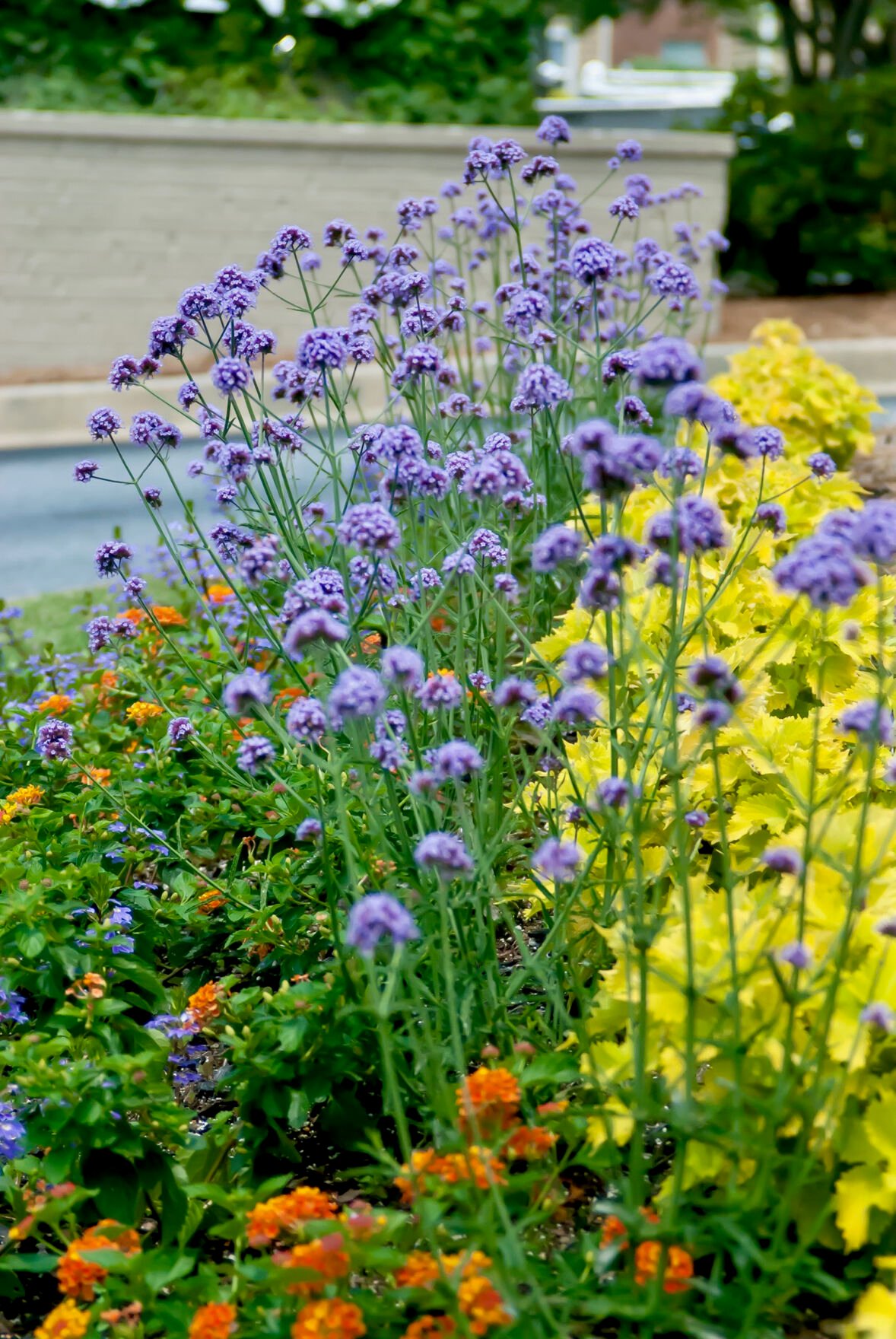 Verbena In Flower Beds : Sakura Tucson
