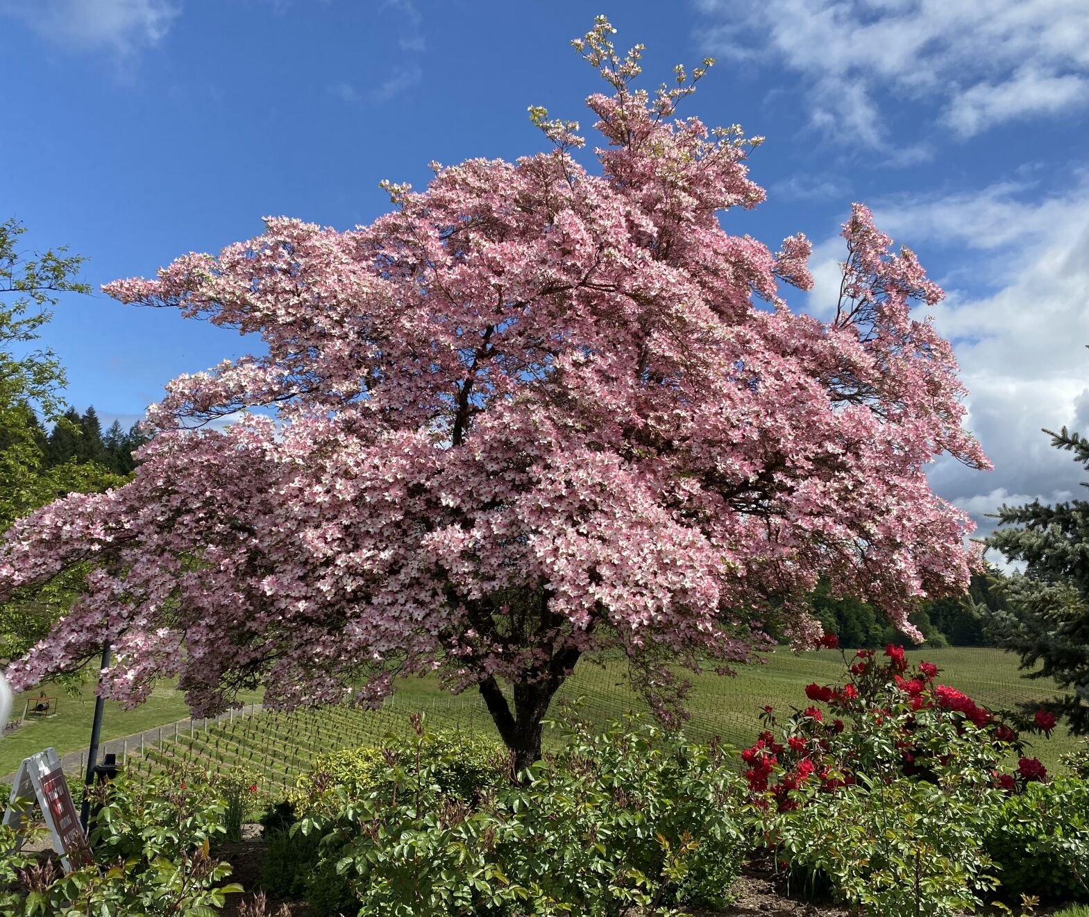 Surely, you've heard the dogwood Biblical legend Religion