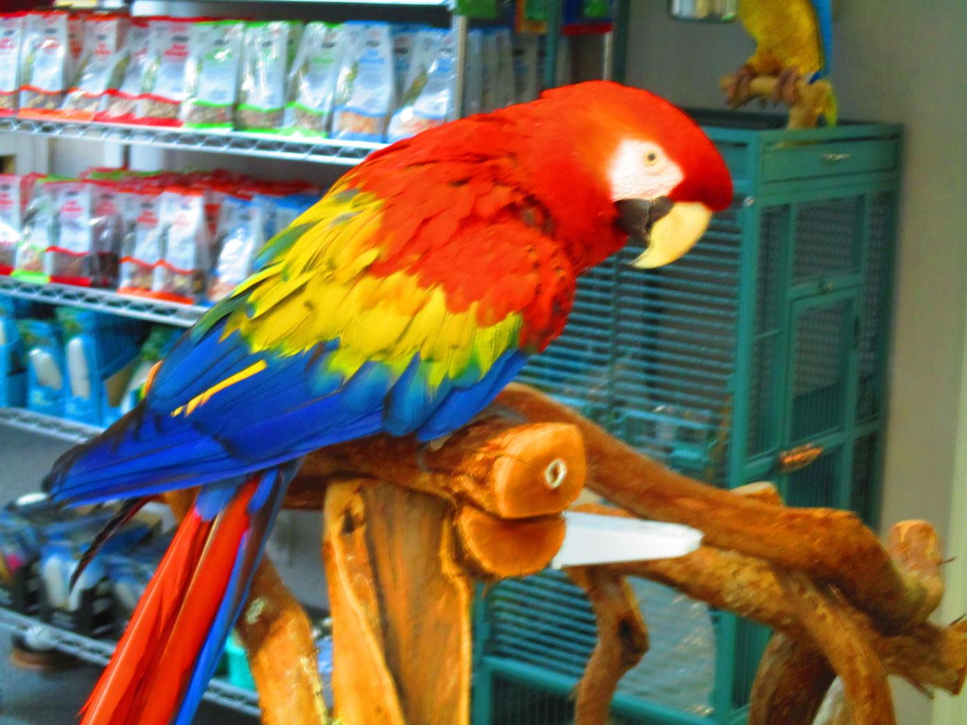 Adopt Me Yoursun Com