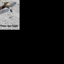 Sea turtle nesting season a good one so far