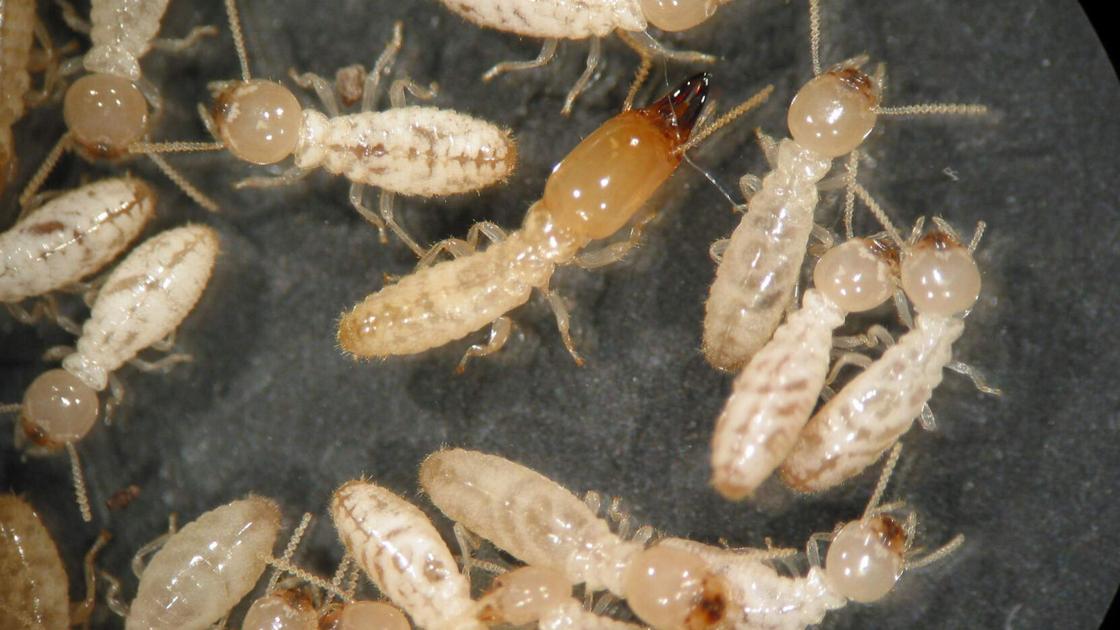 Column: Termites are within the air | Information
