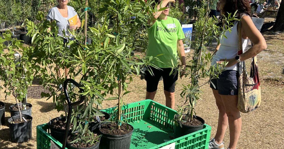 People grab trees at the People for Trees fair | News | yoursun.com