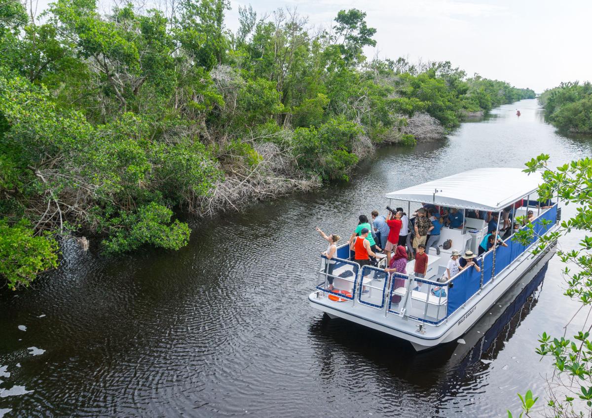 Flamingo Rises Again In Everglades National Park Features