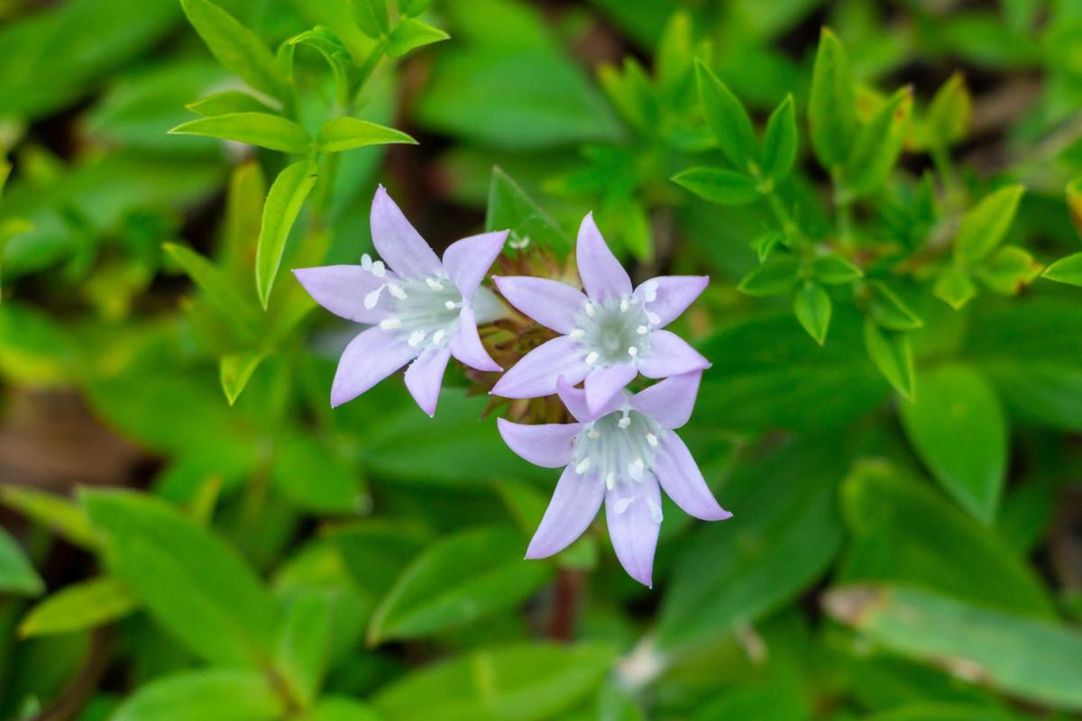 How should we handle Florida snow? Charlotte Sun