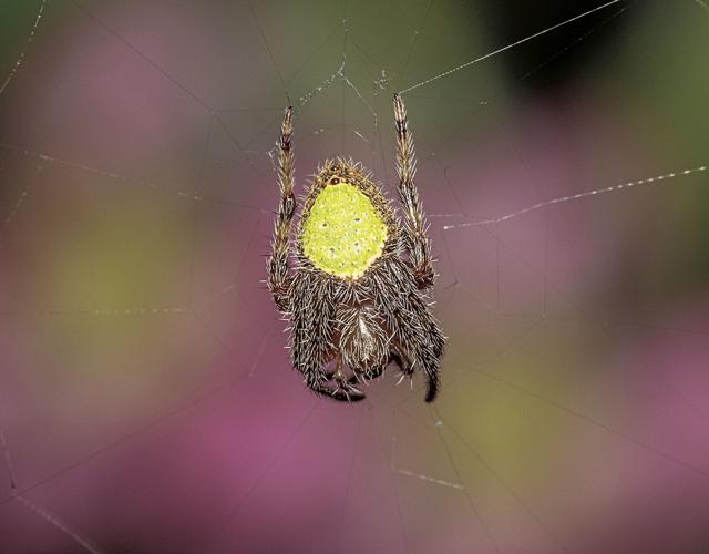 So many spiders: A few of the amazing arachnids that call Southwest Florida  home, Waterline