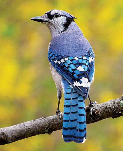 Beak of the Week: Identifying Washington's 'blue' jays