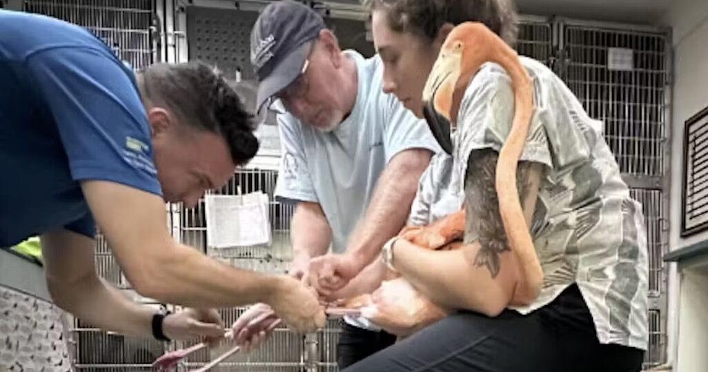 Flamingos are making a home in Florida again after 100 years – an ecologist explains why they may be returning for good