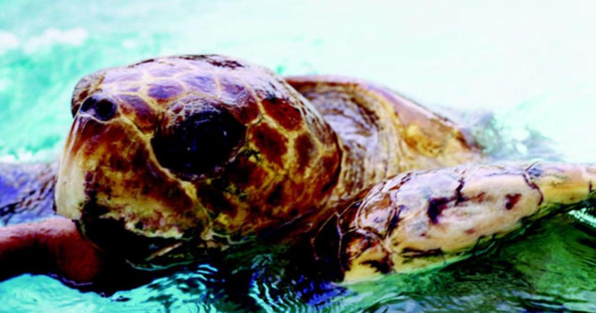 Disoriented Turtles Baby turtles die, disoriented by lights | News Archives | yoursun.com