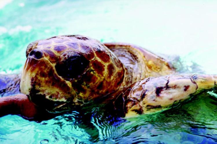 Baby turtles die, disoriented by lights News Archives