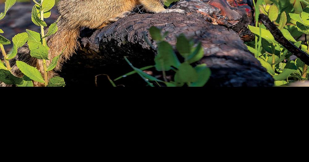 Killing what we love