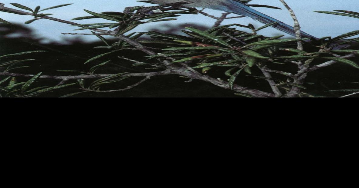 How Could Charlotte County Wipe Out Florida S Scrub Jay News Yoursun Com