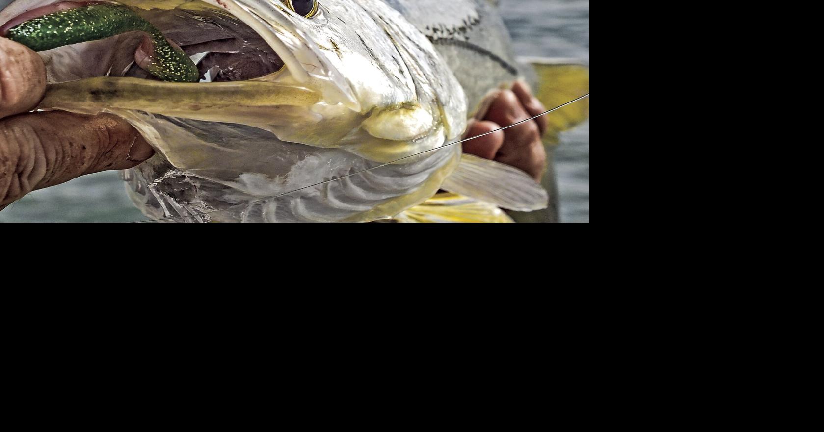 What to look for when you're looking for fish | Waterline | yoursun.com