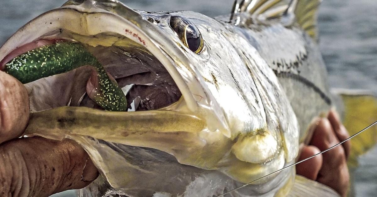 Fish Landline What to look for when you're looking for fish | Waterline | yoursun.com