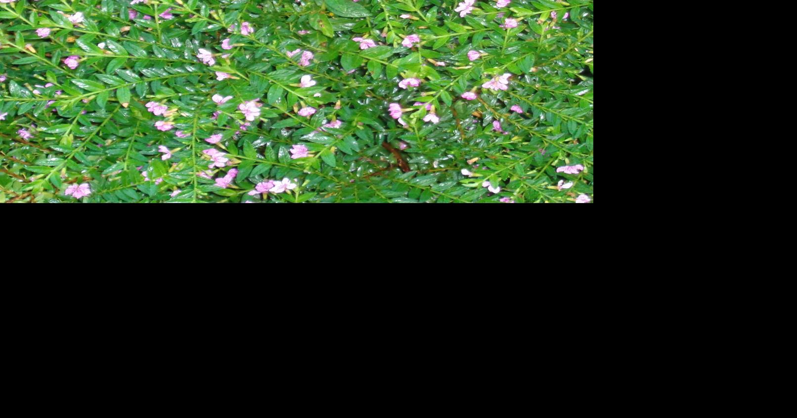 COLUMN: Try the false heather shrublet in your yard | Port Charlotte ...
