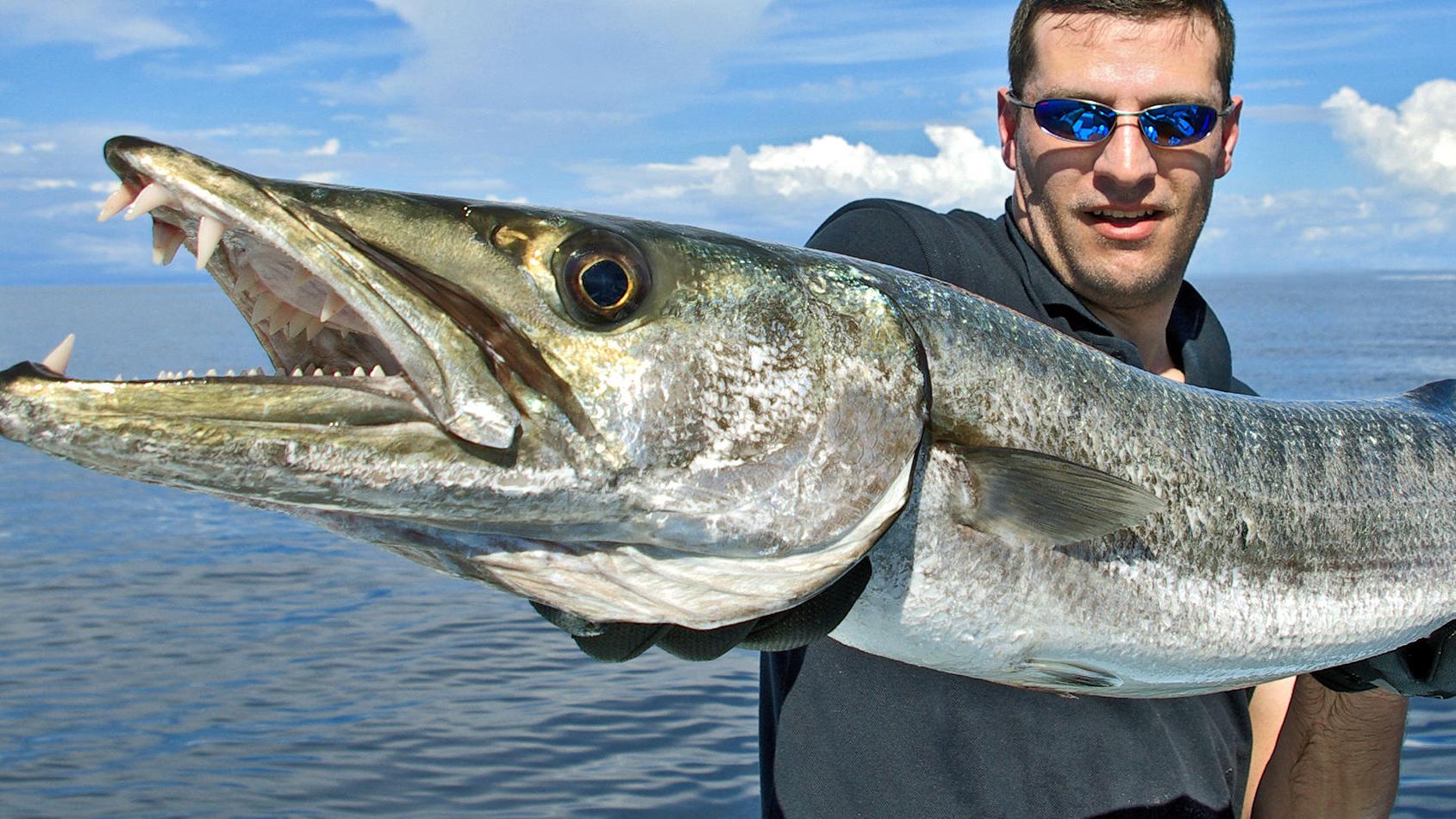 An overlooked gamefish: Barracuda are incredible fish that deserve more  respect | Waterline | yoursun.com