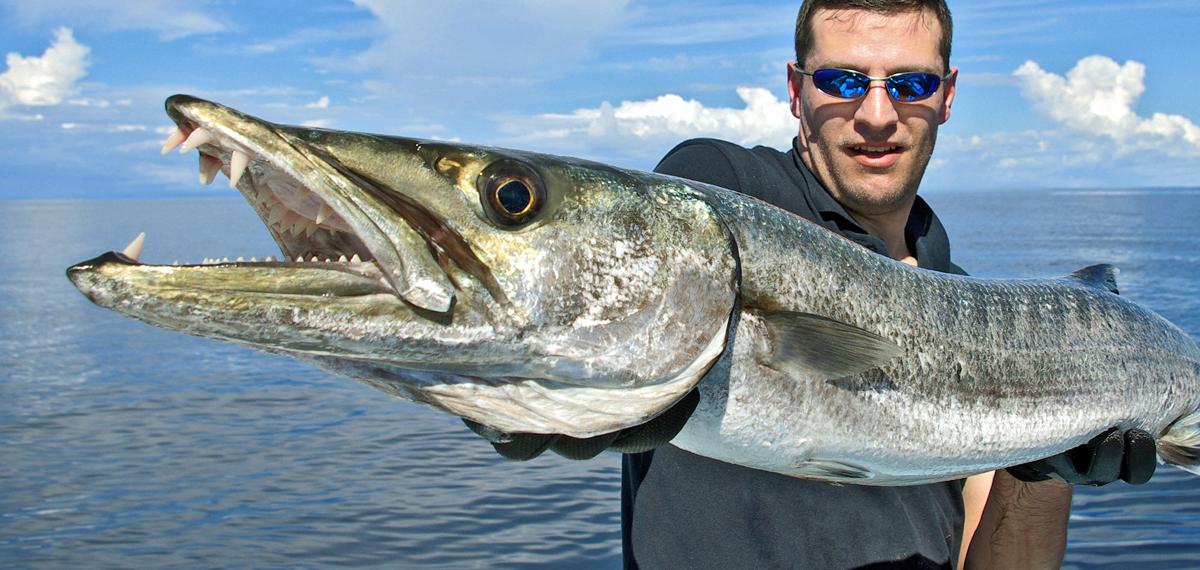 An overlooked gamefish: Barracuda are incredible fish that deserve more ...