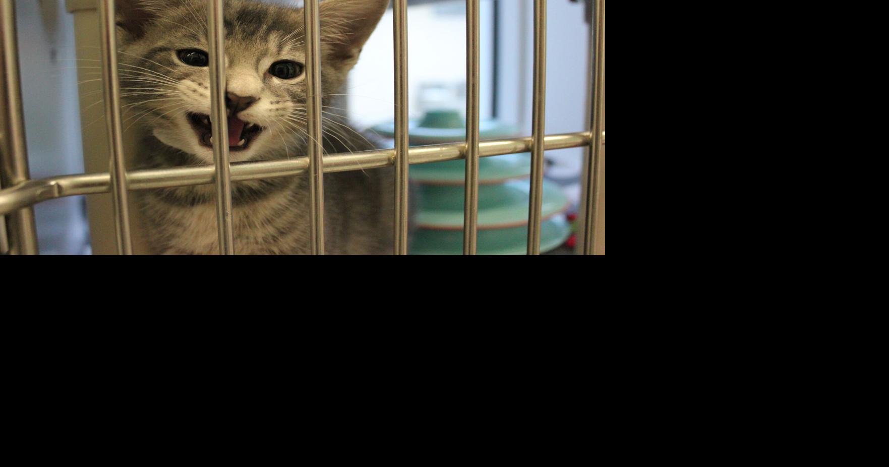 tobacco animal shelter Valley | Pet Adoption Pet - The Tobacco Valley