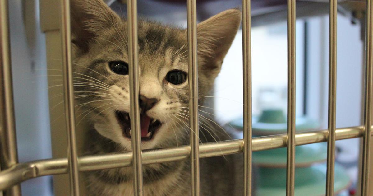 tobacco animal shelter Valley | Pet Adoption Pet - The Tobacco Valley