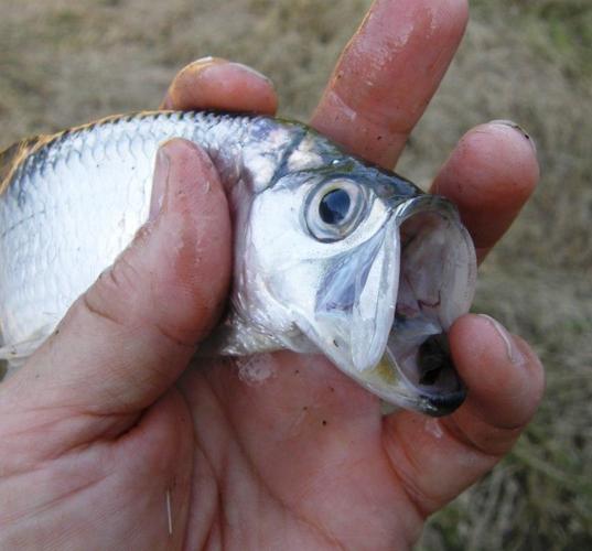 baby tarpon fish
