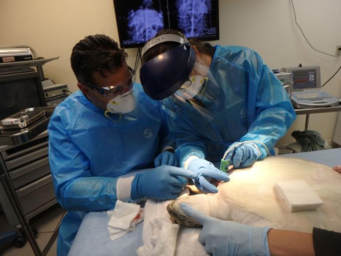 UF vets work to get tumors off sea turtles News Archives