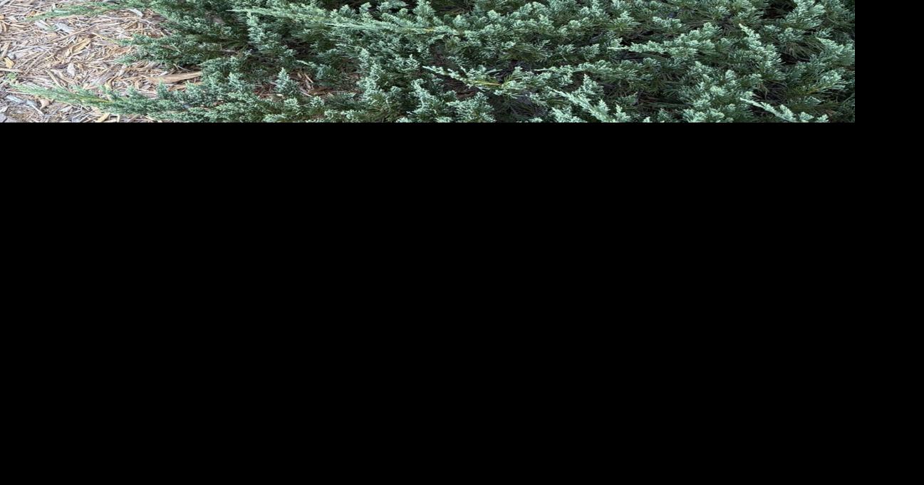 COLUMN: Parson's juniper is prickly, but can add much to landscape ...