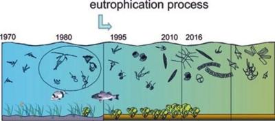 How algae overgrowth will create a dead zone in water