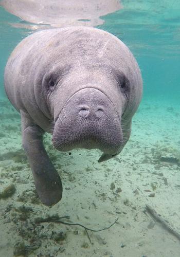 Feds: Manatees no longer endangered | Waterline | yoursun.com