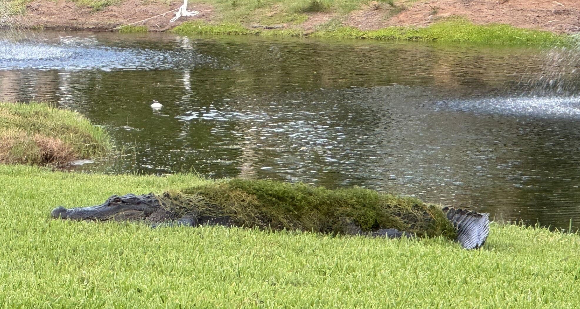 Fall Gator Swamp fever: Alligator mating season approaches | News | yoursun.com