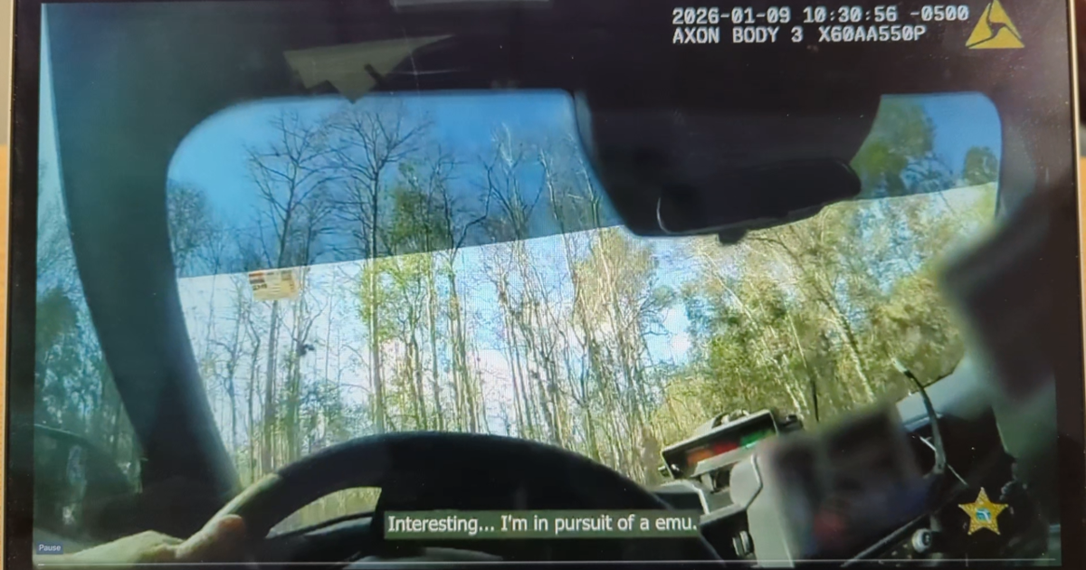 Emu Biting WITH VIDEO: Deputy captures runaway emu 'Don't bite me!' | Breakingnews ...