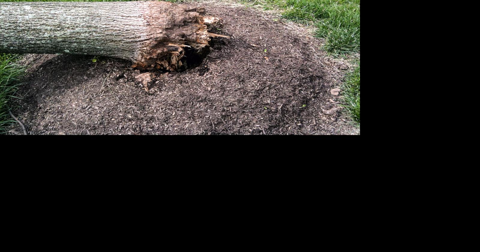 Why isn't my tree growing? To find the problem, don't look up — look ...
