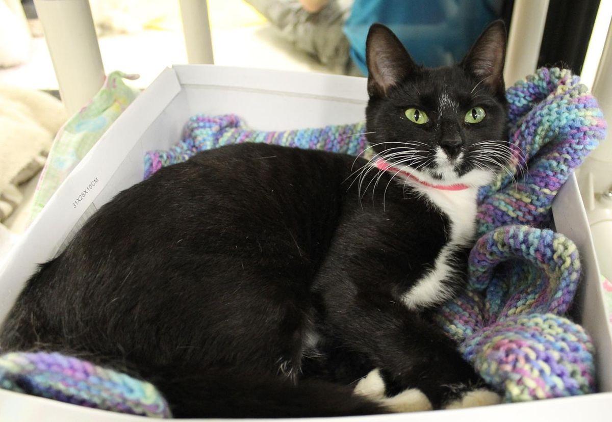 Should We Ban Cat Declawing Charlotte Sun Yoursun Com