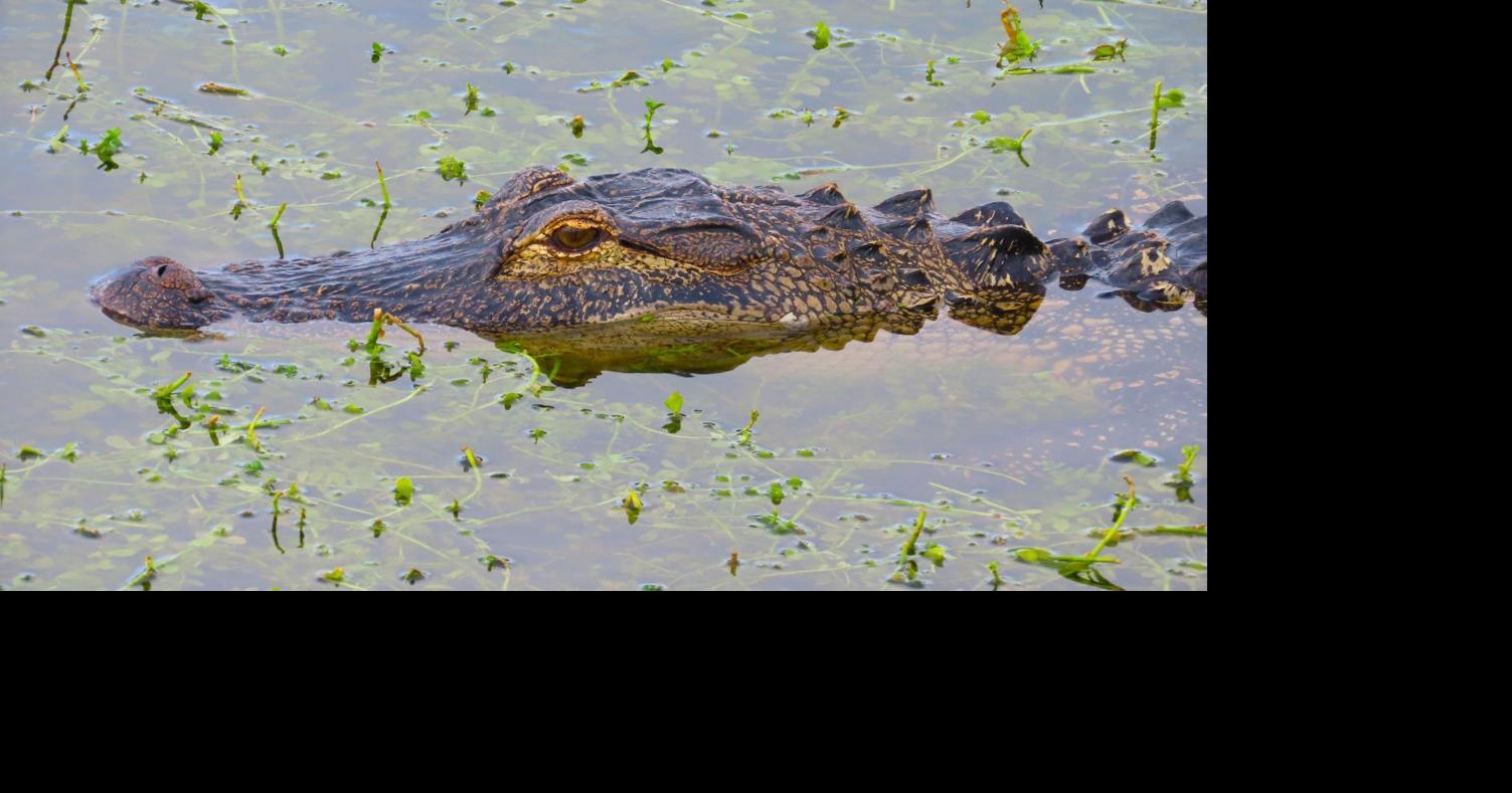 WATERLINE: A drought at Christmastime