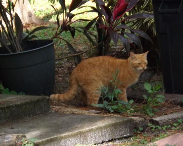 What to do about feral cats? Port Charlotte News