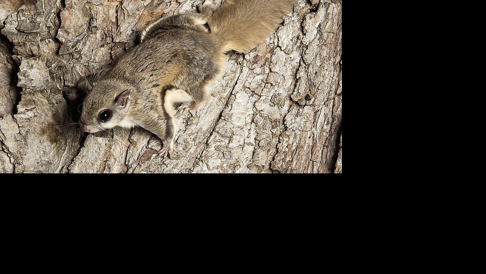 Flying Squirrels For Sale Waterline Yoursun Com