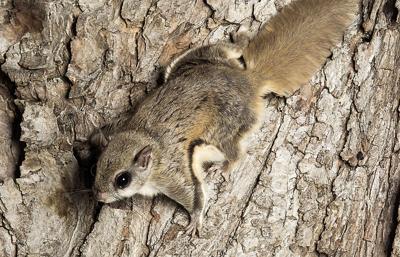 Flying squirrels for sale | Waterline | yoursun.com