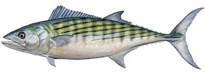 fish profile • atlantic bonito | Waterline | yoursun.com