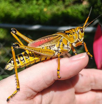 grasshopper lubber eastern yoursun female