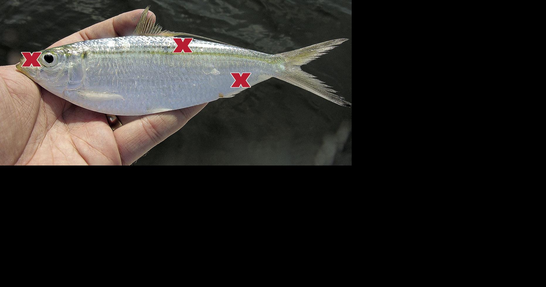 How to hook a baitfish | Waterline | yoursun.com