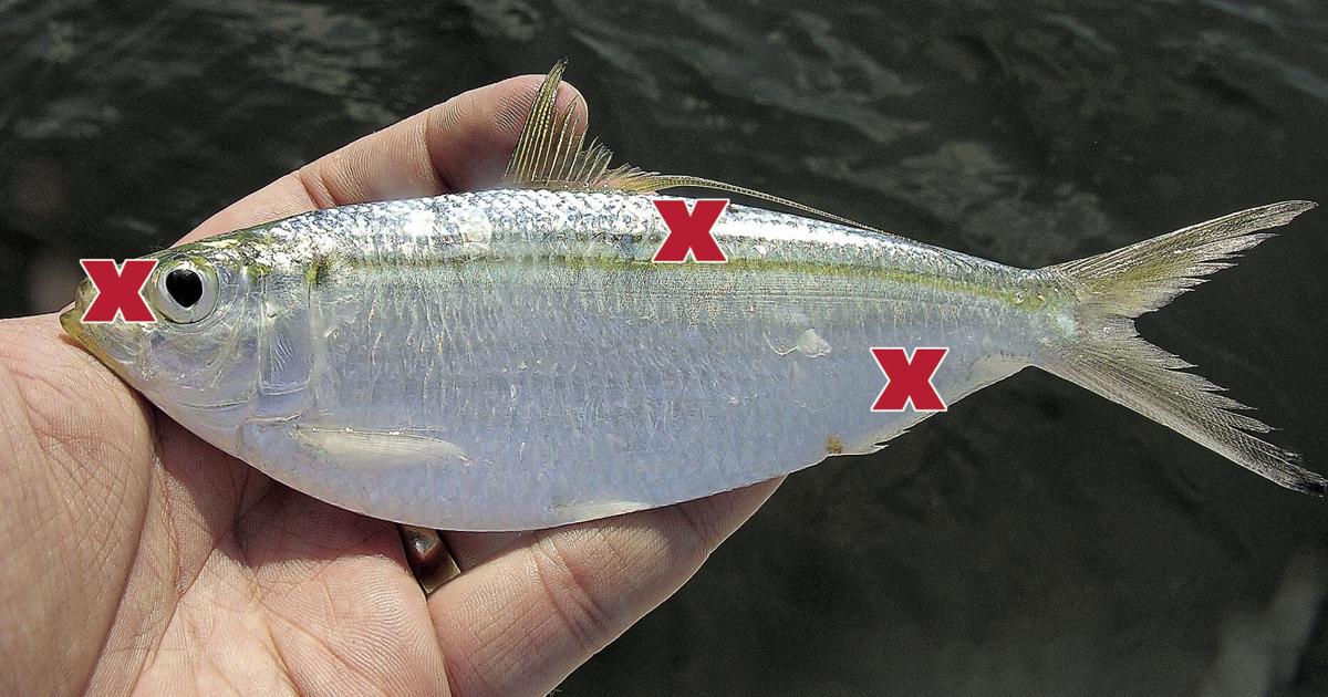 B Line Fish How to hook a baitfish | Waterline | yoursun.com
