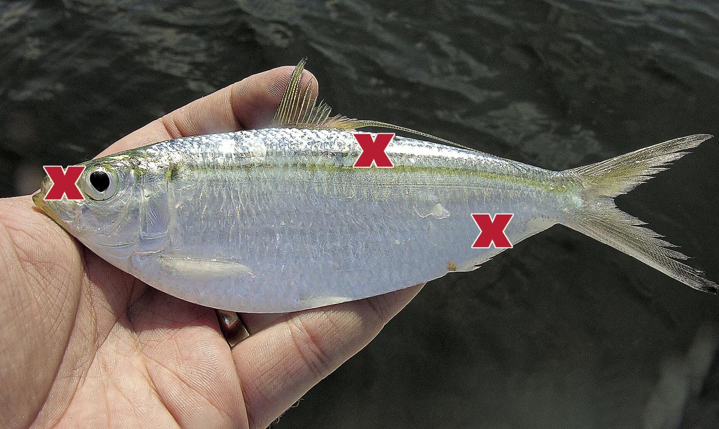 How to hook a baitfish Waterline