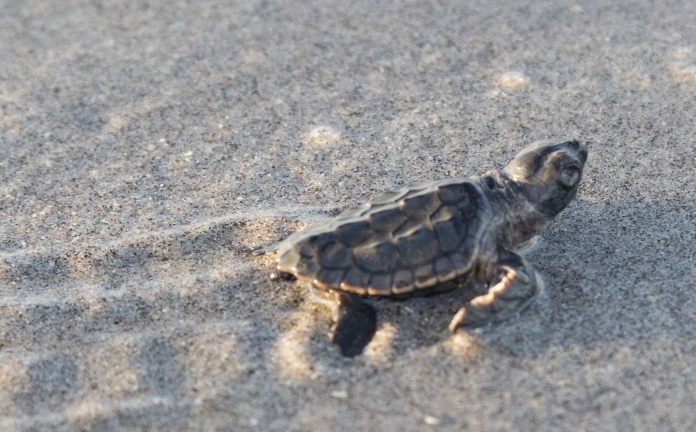 Sea Turtle Hatchlings And Their Nests Need Protection Englewood Sun Yoursun Com