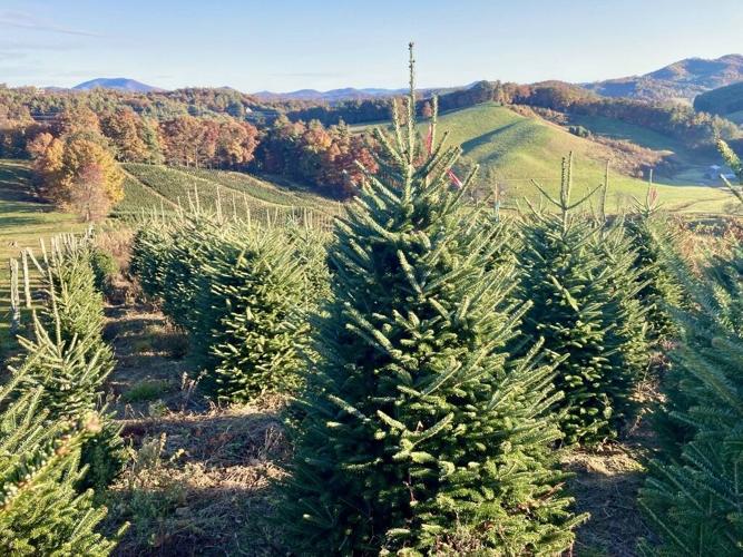 Christmas tree disposal can be more than a trip to the curb News